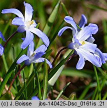 Chionodoxa luciliae (śnieżnik lśniący)