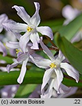 Chionodoxa luciliae (śnieżnik lśniący)