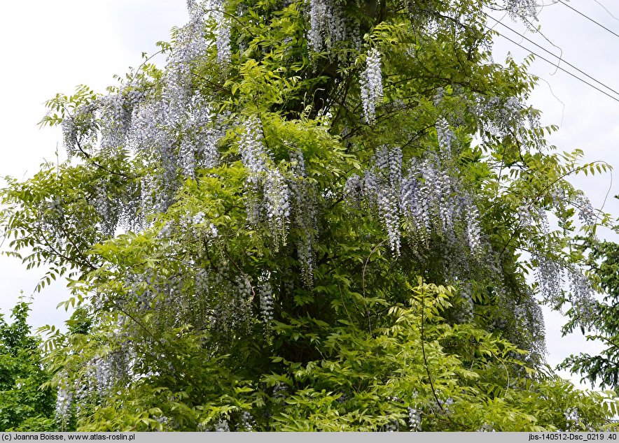 Wisteria floribunda (słodlin japoński)