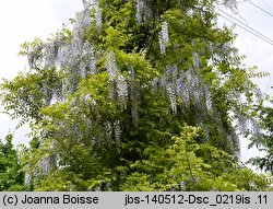 Wisteria floribunda (słodlin japoński)