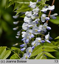 Wisteria floribunda (słodlin japoński)