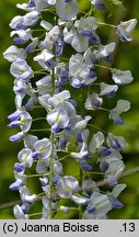 Wisteria floribunda (słodlin japoński)