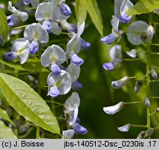 Wisteria floribunda (słodlin japoński)