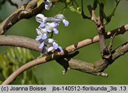 Wisteria floribunda (słodlin japoński)