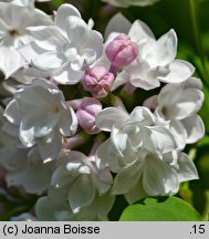 Syringa vulgaris Krasawica Moskwy