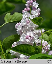 Syringa vulgaris Krasawica Moskwy