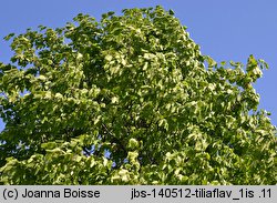 Tilia ×flavescens (lipa żółknąca)