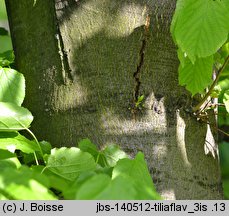 Tilia ×flavescens (lipa żółknąca)