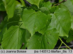 Tilia ×flavescens (lipa żółknąca)