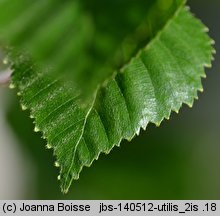 Betula utilis ssp. jacquemontii (brzoza pożyteczna odm. Jacquemonta)