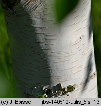 Betula utilis ssp. jacquemontii (brzoza pożyteczna odm. Jacquemonta)