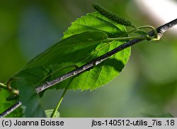 Betula utilis ssp. jacquemontii (brzoza pożyteczna odm. Jacquemonta)