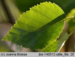 Betula utilis ssp. jacquemontii (brzoza pożyteczna odm. Jacquemonta)