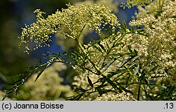 Sambucus nigra Laciniata