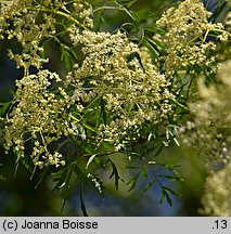 Sambucus nigra Laciniata