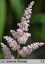 Astilbe simplicifolia (tawułka pojedynczolistna)