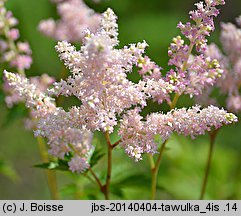 Astilbe simplicifolia (tawułka pojedynczolistna)