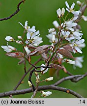 Amelanchier ×lamarckii (świdośliwka Lamarcka)