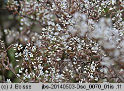 Amelanchier ×lamarckii (świdośliwka Lamarcka)