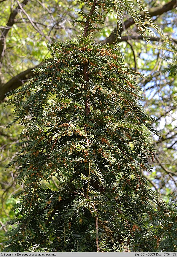 Taxus baccata Pendula Graciosa