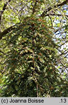 Taxus baccata Pendula Graciosa