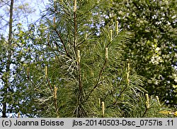 Pinus cembra var. sibirica (sosna limba odmiana syberyjska)