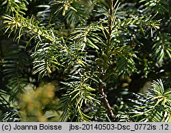 Taxus baccata Pendula Graciosa