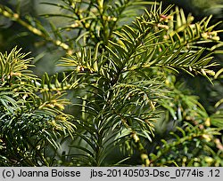 Taxus baccata Pendula Graciosa