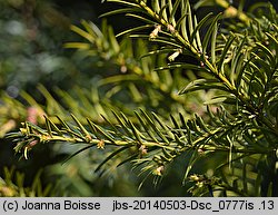 Taxus baccata Pendula Graciosa