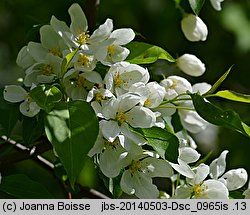 Malus baccata (jabłoń jagodowa)