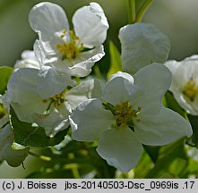 Malus baccata (jabłoń jagodowa)