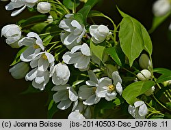 Malus baccata (jabłoń jagodowa)