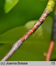 Magnolia tripetala (magnolia parasolowata)