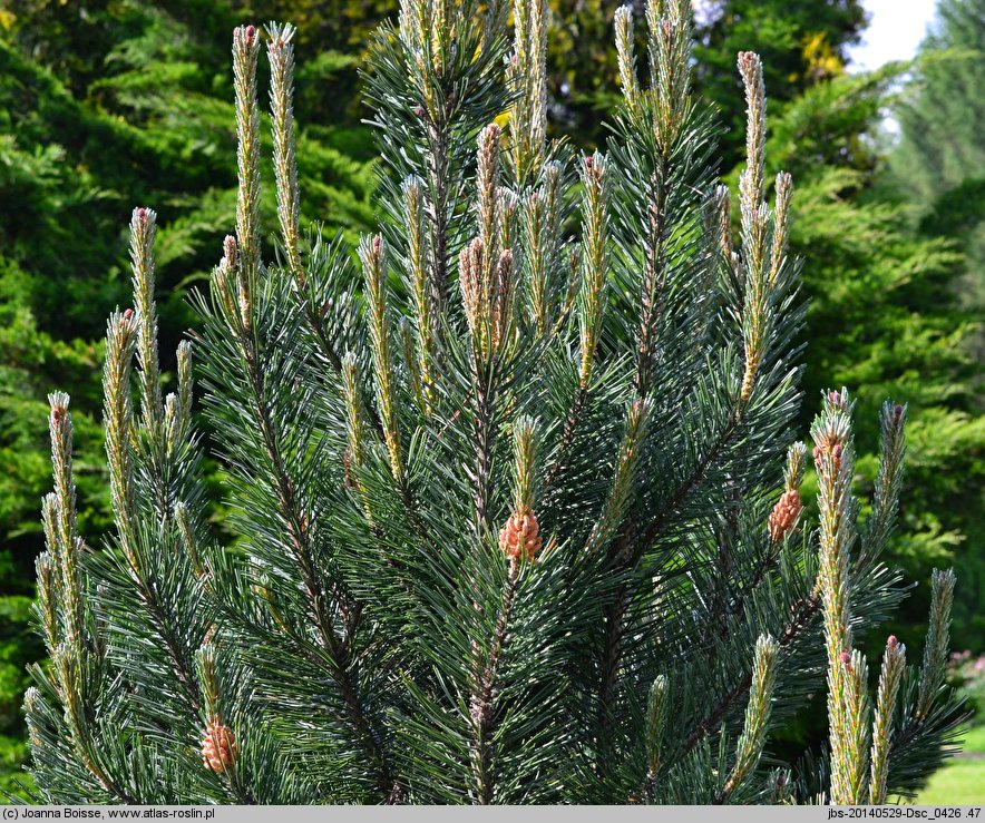 Pinus mugo Grań