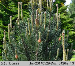 Pinus mugo Grań