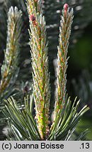 Pinus mugo Grań