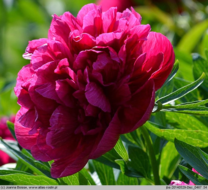 Paeonia officinalis Rubra Plena