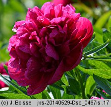 Paeonia officinalis Rubra Plena