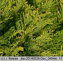 Thuja occidentalis Golden Globe