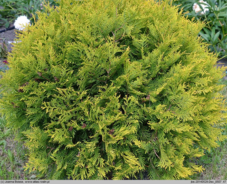 Thuja occidentalis Golden Globe