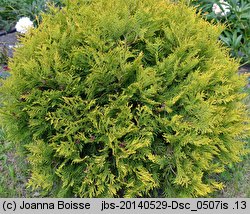 Thuja occidentalis Golden Globe