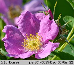 Rosa maximowicziana (róża Maksymowicza)