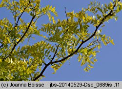 Gleditsia triacanthos Sunburst