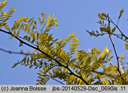 Gleditsia triacanthos Sunburst