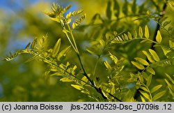 Gleditsia triacanthos Sunburst