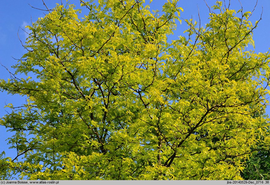 Gleditsia triacanthos Sunburst