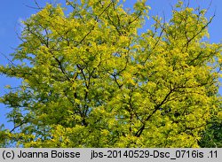 Gleditsia triacanthos Sunburst