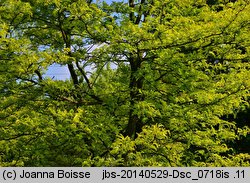 Gleditsia triacanthos Sunburst