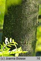 Gleditsia triacanthos Sunburst