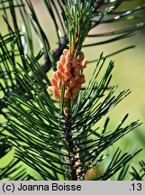 Pinus mugo Grań